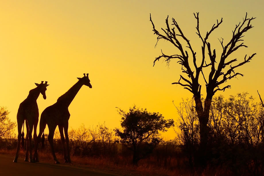 Top 5 Unforgettable Vacations in Africa