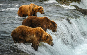 Alaska Wildlife