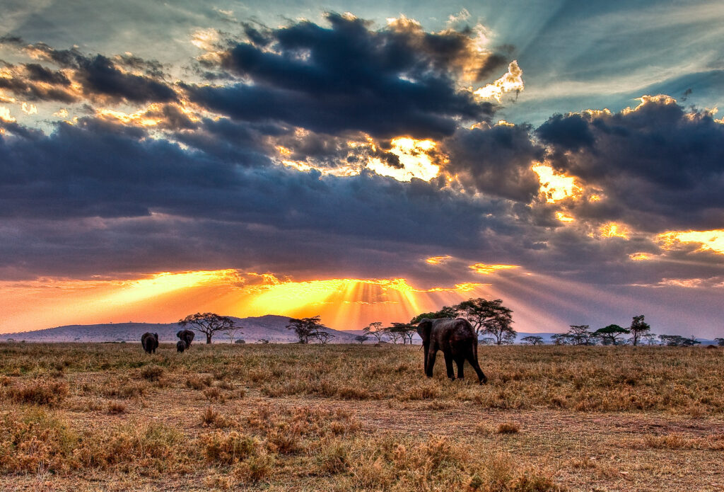 Africa Safari